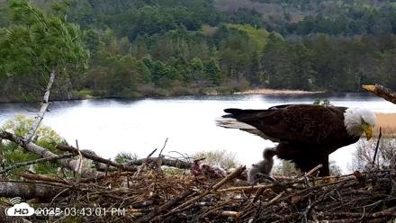 VINS Bald Eagles Nest Live Cams - May 5, 2026, 3:43pm EDT