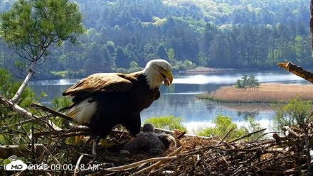 VINS Bald Eagles Nest Live Cams - May 19, 2026, 9:01am EDT