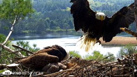 VINS Bald Eagles Nest Live Cams - May 19, 2026, 9:59am EDT