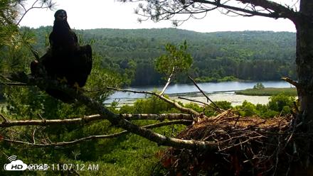 VINS Bald Eagles Nest Live Cams - Jul 3, 2026, 11:08am EDT