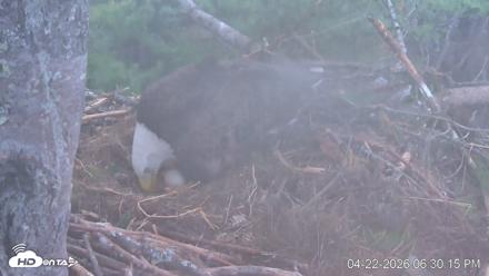 VINS Bald Eagles Nest Live Cams - Apr 22, 2026, 6:31pm EDT