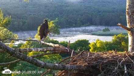 VINS Bald Eagles Nest Live Cams - Jul 23, 2026, 6:09am EDT