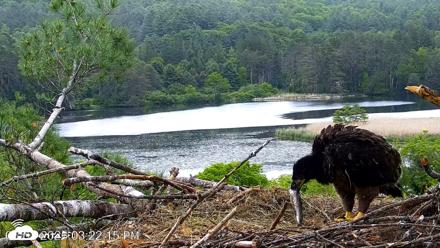 VINS Bald Eagles Nest Live Cams - Jun 7, 2026, 3:23pm EDT