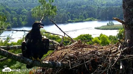 VINS Bald Eagles Nest Live Cams - Jul 3, 2026, 9:59am EDT