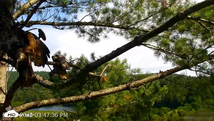 VINS Bald Eagles Nest Live Cams - Jul 20, 2026, 3:48pm EDT