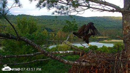 VINS Bald Eagles Nest Live Cams - Jul 9, 2026, 7:44pm EDT