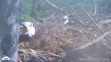 VINS Bald Eagles Nest Live Cams - Apr 24, 2026, 9:54am EDT