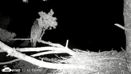 VINS Bald Eagles Nest Live Cams - Jul 24, 2026, 10:46pm EDT