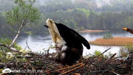 VINS Bald Eagles Nest Live Cams - May 14, 2026, 2:40pm EDT