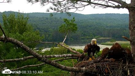 VINS Bald Eagles Nest Live Cams - Jul 14, 2026, 8:34am EDT