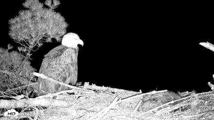 VINS Bald Eagles Nest Live Cams - Jun 4, 2026, 12:52am EDT