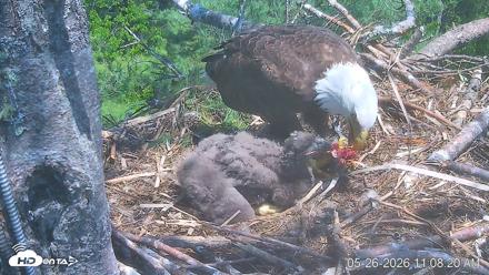VINS Bald Eagles Nest Live Cams - May 26, 2026, 11:09am EDT