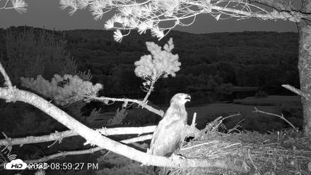 VINS Bald Eagles Nest Live Cams - Jul 14, 2026, 9:00pm EDT