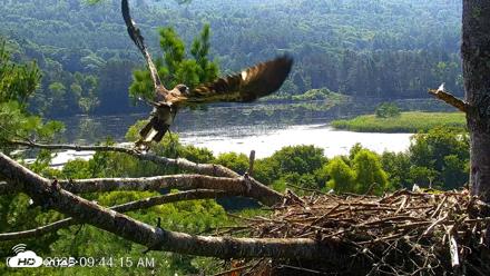 VINS Bald Eagles Nest Live Cams - Jul 26, 2026, 9:45am EDT