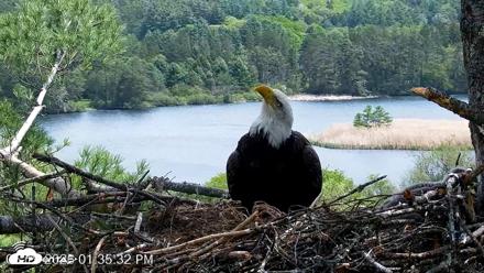 VINS Bald Eagles Nest Live Cams - May 19, 2026, 1:36pm EDT