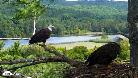 VINS Bald Eagles Nest Live Cams - Aug 22, 2026, 2:02pm EDT