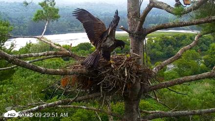 VINS Bald Eagles Nest Live Cams - Jul 28, 2026, 9:30am EDT