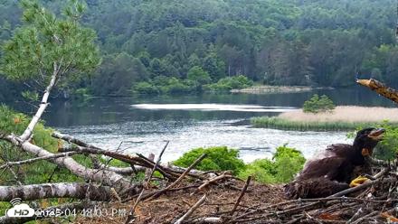 VINS Bald Eagles Nest Live Cams - Jun 12, 2026, 4:48pm EDT