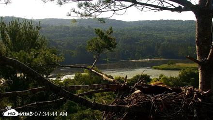 VINS Bald Eagles Nest Live Cams - Jul 17, 2026, 7:35am EDT