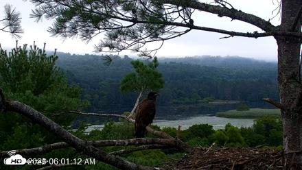 VINS Bald Eagles Nest Live Cams - Aug 9, 2026, 6:01am EDT