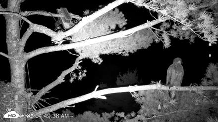 VINS Bald Eagles Nest Live Cams - Aug 7, 2026, 4:50am EDT
