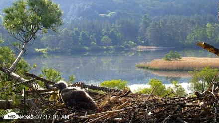 VINS Bald Eagles Nest Live Cams - May 20, 2026, 7:37am EDT