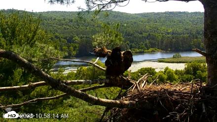VINS Bald Eagles Nest Live Cams - Jul 17, 2026, 10:58am EDT
