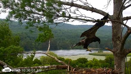VINS Bald Eagles Nest Live Cams - Jul 21, 2026, 10:36am EDT