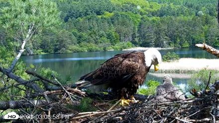 VINS Bald Eagles Nest Live Cams - May 22, 2026, 3:09pm EDT