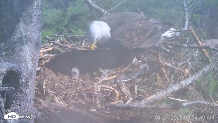 VINS Bald Eagles Nest Live Cams - Apr 27, 2026, 9:35am EDT