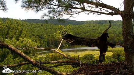 VINS Bald Eagles Nest Live Cams - Jul 20, 2026, 1:22pm EDT