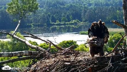 VINS Bald Eagles Nest Live Cams - Jun 25, 2026, 8:51am EDT