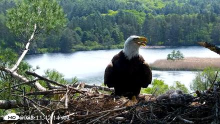 VINS Bald Eagles Nest Live Cams - May 20, 2026, 11:43am EDT