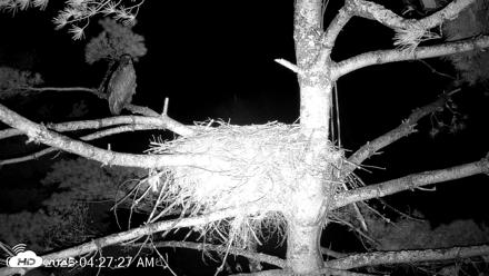 VINS Bald Eagles Nest Live Cams - Aug 13, 2026, 4:28am EDT