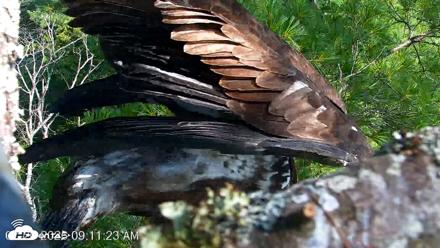 VINS Bald Eagles Nest Live Cams - Jul 26, 2026, 9:11am EDT