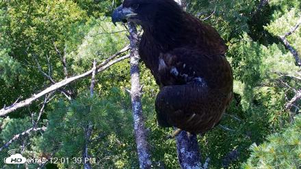 VINS Bald Eagles Nest Live Cams - Jul 27, 2026, 12:02pm EDT