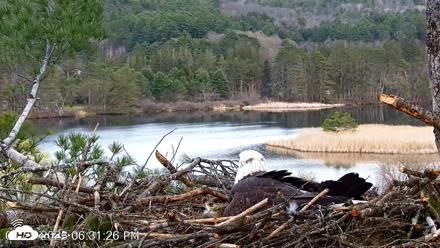 VINS Bald Eagles Nest Live Cams - Apr 25, 2026, 6:32pm EDT