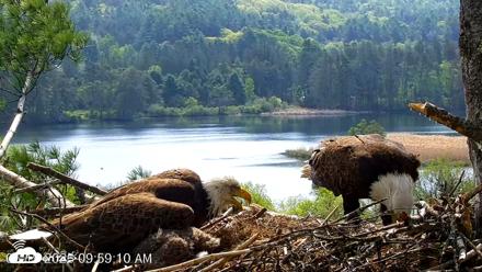 VINS Bald Eagles Nest Live Cams - May 19, 2026, 10:00am EDT