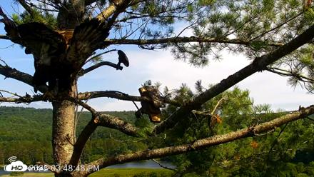 VINS Bald Eagles Nest Live Cams - Jul 20, 2026, 3:50pm EDT