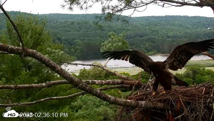 VINS Bald Eagles Nest Live Cams - Jul 15, 2026, 2:37pm EDT