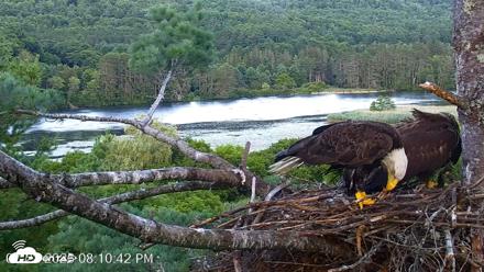 VINS Bald Eagles Nest Live Cams - Jul 22, 2026, 8:11pm EDT