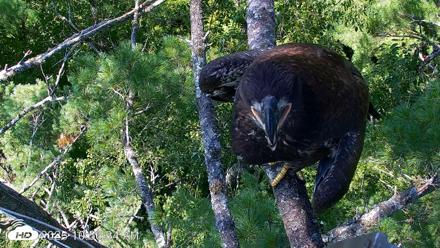 VINS Bald Eagles Nest Live Cams - Jul 27, 2026, 10:57am EDT