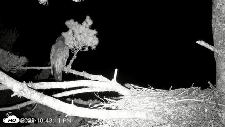 VINS Bald Eagles Nest Live Cams - Jul 24, 2026, 10:44pm EDT