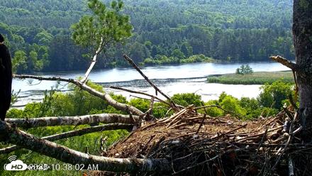 VINS Bald Eagles Nest Live Cams - Jul 3, 2026, 10:39am EDT