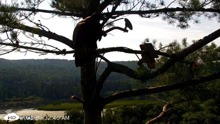 VINS Bald Eagles Nest Live Cams - Jul 26, 2026, 9:33am EDT