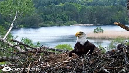 VINS Bald Eagles Nest Live Cams - May 19, 2026, 1:04pm EDT