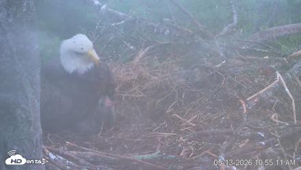 VINS Bald Eagles Nest Live Cams - May 13, 2026, 10:55am EDT