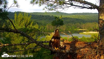 VINS Bald Eagles Nest Live Cams - Jul 4, 2026, 7:03pm EDT
