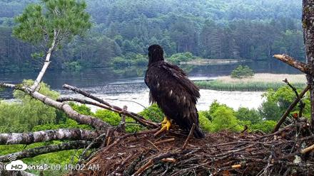 VINS Bald Eagles Nest Live Cams - Jun 26, 2026, 9:49am EDT