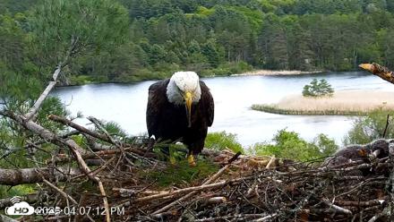 VINS Bald Eagles Nest Live Cams - May 21, 2026, 4:08pm EDT